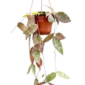 20 - 30cm Hoya Caudata Hanging House Plant 14 cm Pot