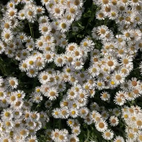 Robin's Plantain - Erigeron pulchellus var. pulchellus 'Lynnhaven Carpet'